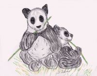 Baby Panda